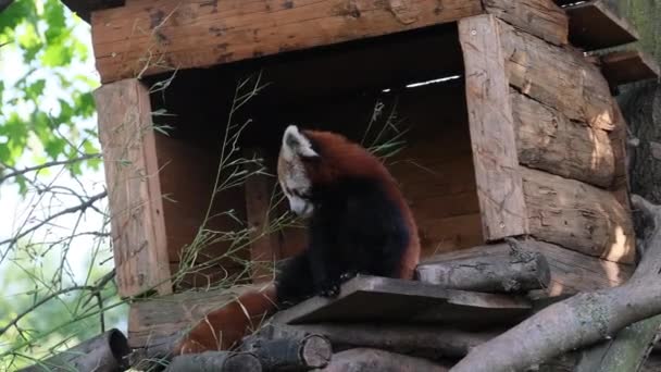 Ailurus Fulgens Roter Panda Zwischen Den Bäumen Hochwertiges Filmmaterial — Stockvideo