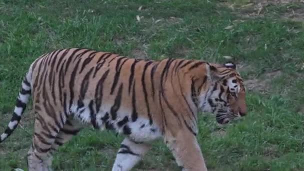 Panthera Tigris Altaica Tygrys Syberyjski Lub Amurski Otwartym Ogrodzie Zoologicznym — Wideo stockowe