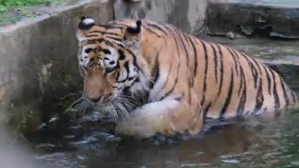 Panthera Tigris Altaica Tigre Siberiano Amur Uma Grande Banheira Com — Vídeo de Stock
