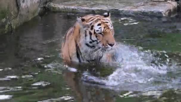 Panthera Tigris Altaica Siberian Amur Tiger Large Tub Water High — Stock Video