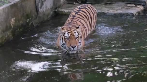 Panthera Tigris Altaica Tigre Siberiano Amur Una Bañera Grande Con — Vídeos de Stock