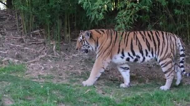 Panthera Tigris Altaica Siberian Amur Tiger Open Zoo Area High — Stock Video