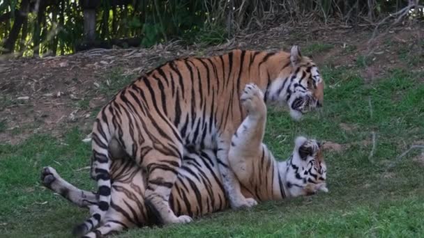 Panthera Tigris Altaica Siberian Amur Tiger Plays His Fellows High — Stock Video
