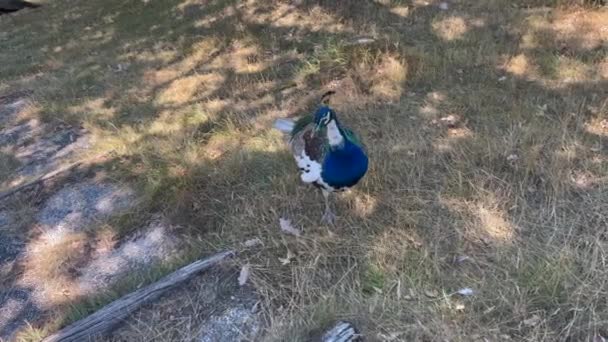 年轻的帕沃卷曲蓝孔雀与静白羽毛接近 高质量的4K镜头 — 图库视频影像