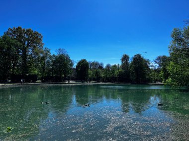 Parma İtalya 'nın Pilotta Parkı' nda ördekler ve kaplumbağalar var. Yüksek kalite fotoğraf