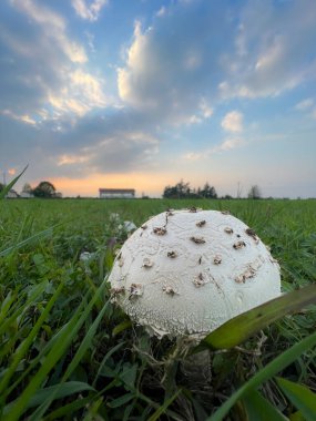 Çayırda otlu Agaricus kampı şampiyonu. Yüksek kalite fotoğraf