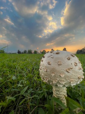 Çayırda otlu Agaricus kampı şampiyonu. Yüksek kalite fotoğraf