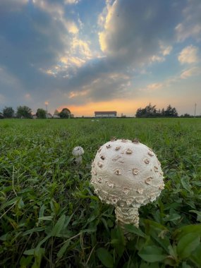 Çayırda otlu Agaricus kampı şampiyonu. Yüksek kalite fotoğraf