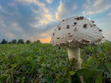 Çayırda otlu Agaricus kampı şampiyonu. Yüksek kalite fotoğraf