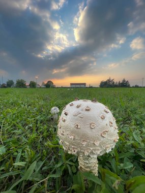 Çayırda otlu Agaricus kampı şampiyonu. Yüksek kalite fotoğraf