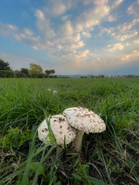 Çayırda otlu Agaricus kampı şampiyonu. Yüksek kalite fotoğraf