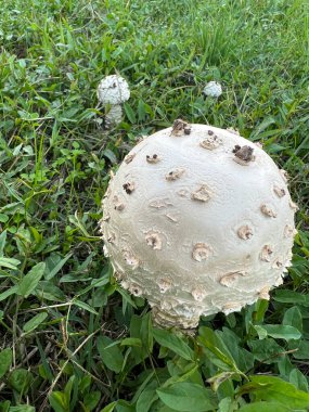 Çayırda otlu Agaricus kampı şampiyonu. Yüksek kalite fotoğraf