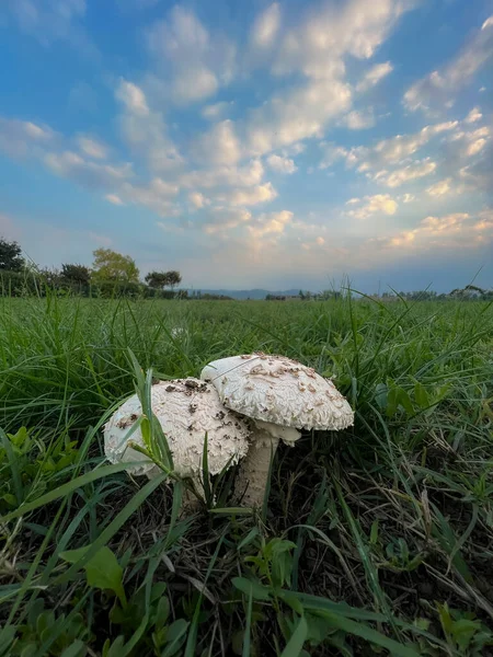 Çayırda otlu Agaricus kampı şampiyonu. Yüksek kalite fotoğraf