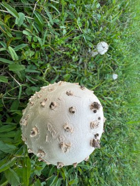 Çayırda otlu Agaricus kampı şampiyonu. Yüksek kalite fotoğraf