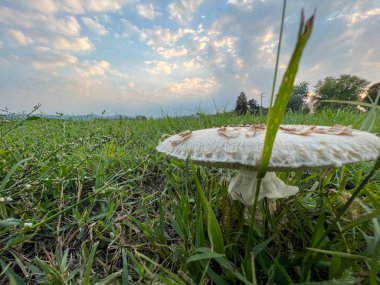 Çayırda otlu Agaricus kampı şampiyonu. Yüksek kalite fotoğraf