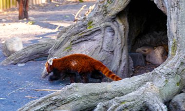 Ailurus fulgens küçük panda ahşap muhafaza içinde. Yüksek kalite fotoğraf