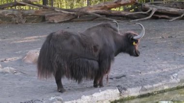 Tibet ineği zooloji parkının kenarında öküz gibi ötüyor. Yüksek kalite 4k görüntü
