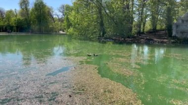 Panorama ve ördekler, Parma İtalya 'daki küçük dük parkında. Yüksek kalite 4k görüntü