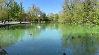 Panorama ve ördekler, Parma İtalya 'daki küçük dük parkında. Yüksek kalite 4k görüntü
