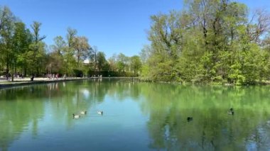Panorama ve ördekler, Parma İtalya 'daki küçük dük parkında. Yüksek kalite 4k görüntü