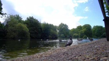 Londra Hyde Park Kanalı ve güneşte kazlar. Yüksek kalite 4k görüntü