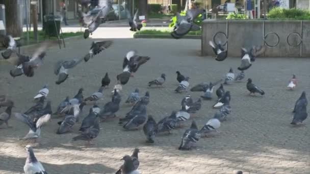 Porumbei Parcul Italian Mișcare Lentă Torino Milan Imagini Înaltă Calitate — Videoclip de stoc