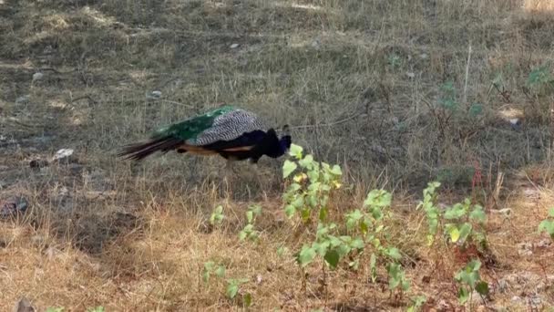 Burung Peafowl Dewasa Pavo Cristatus Mencari Makanan Hutan — Stok Video