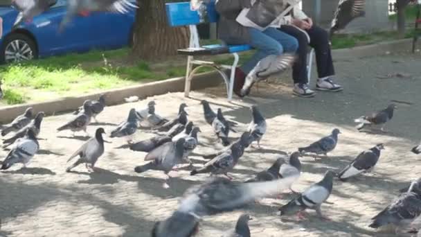 Talyan Şehir Parkındaki Güvercinler Yavaş Çekimde Turin Milan Yüksek Kalite — Stok video