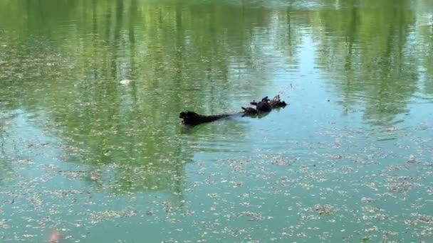 Εισβολικές Χελώνες Ένα Μπαούλο Ζεσταίνονται Στον Ήλιο Ένα Ιταλικό Πάρκο — Αρχείο Βίντεο