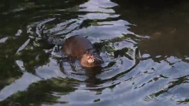 Lutra Lutra Europese Otter Speelt Het Water Hoge Kwaliteit Beeldmateriaal — Stockvideo