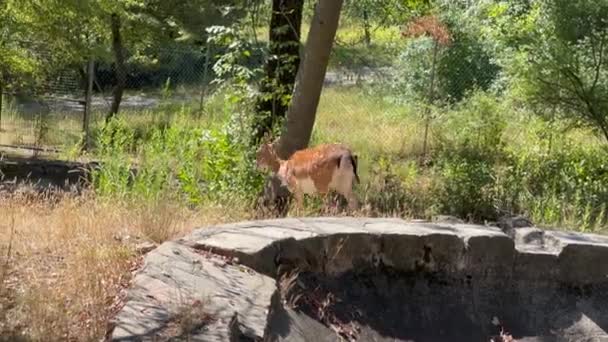 鹿Dama Dama漫游在树林里 高质量的4K镜头 — 图库视频影像