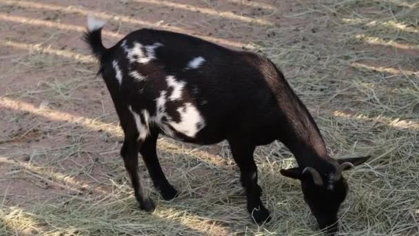 난장이 염소는 마당의 뜯어먹는다 고품질 — 비디오