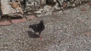 Yaygın güvercin taş duvarın yanında yürüyor. Yüksek kalite 4k görüntü