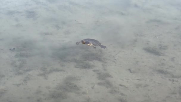 Χελώνα Κόκκινα Αυτιά Στη Λίμνη Ιταλική Pellerina Πάρκο Στο Τορίνο — Αρχείο Βίντεο
