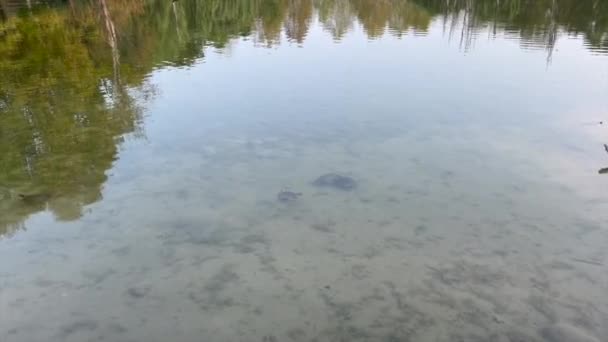 トリノのパノラマ池のペレリーナ公園 高品質4K映像 — ストック動画