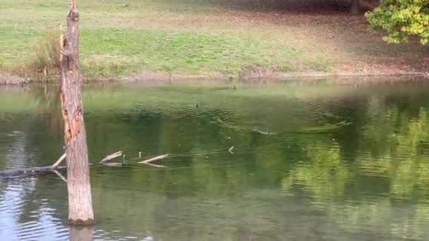 Pellerina Park Turíně Panoramatický Rybník Vysoce Kvalitní Záběry — Stock video