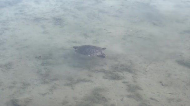Tartaruga Orelhas Vermelhas Lago Italiano Pellerina Parque Turim Imagens Alta — Vídeo de Stock