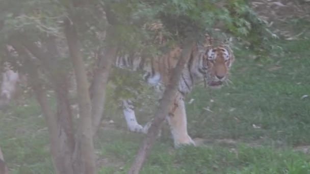 Panthera Tigris Altaica Siberian Amur Tiger Wolks Park High Quality — Stock Video