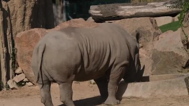 Rinocerul Mănâncă Într Alimentator Parc Imagini Înaltă Calitate — Videoclip de stoc