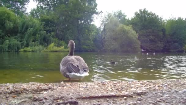 London Hyde Park Canal Geese Sun High Quality Footage — Stock Video