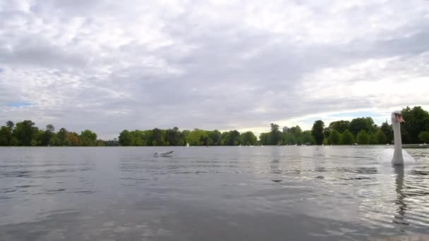 Łabędź Jeziorze Hyde Parku Londynie Wysokiej Jakości Materiał — Wideo stockowe