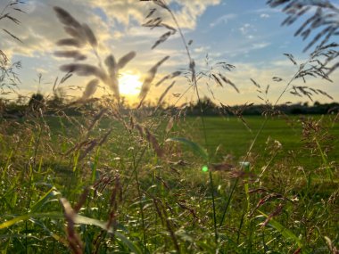 Yazın yeşil çimen yaprakları arasında gün batımı arkaplanı. Yüksek kalite fotoğraf