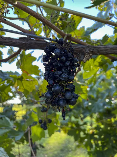Bunches Grapes Left Vine Branch Ruined Rotten High Quality Photo — Stock Photo, Image