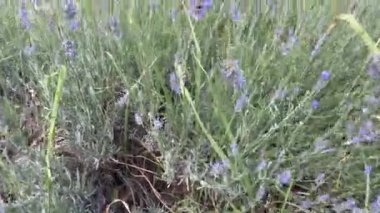 Arılar bahçede mor çiçekleri döllüyorlar. Yüksek kalite 4k görüntü