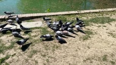 Bir grup güvercin, Parma 'daki Pilotta parkında gölün kenarında yemek yiyorlar. Yüksek kalite 4k görüntü