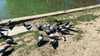 Bir grup güvercin, Parma 'daki Pilotta parkında gölün kenarında yemek yiyorlar.
