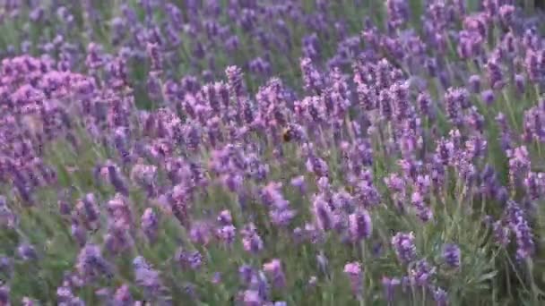 Abelhas Polinizando Flores Roxas Jardim Imagens Alta Qualidade — Vídeo de Stock