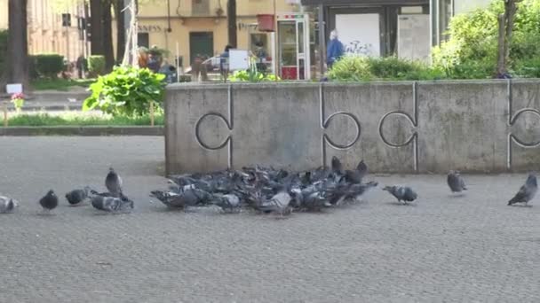 鳩の群れがダウンタウンで食べ — ストック動画