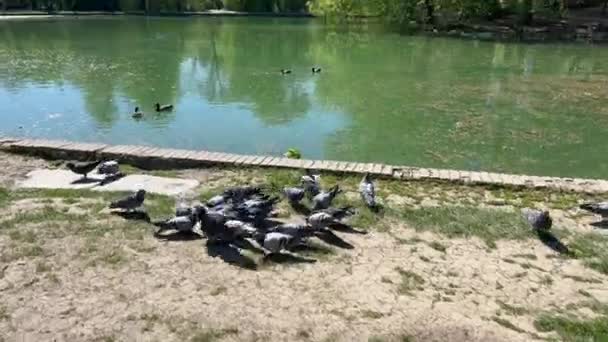 Grupp Duvor Äter Kanten Sjön Pilotta Park Parma — Stockvideo