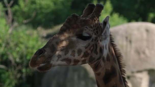 Portrait Giraffe Eating Tongue Sticking Out — Stock Video